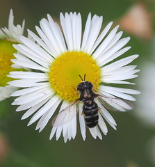 Paragus pecchiolii