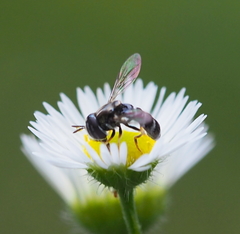 Paragus pecchiolii