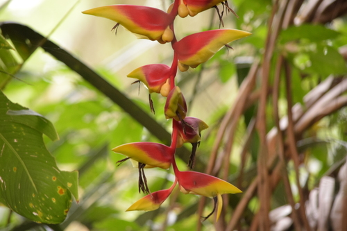 Hanging Lobster Claw Heliconia