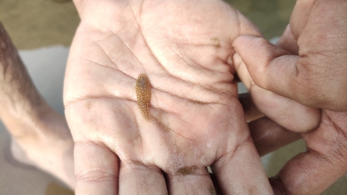 Shortheaded tonguesole (Cynoglossus kopsii) — Cynoglossidae — 3
