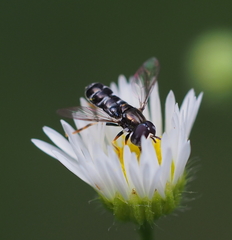 Paragus pecchiolii