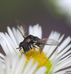 Paragus pecchiolii