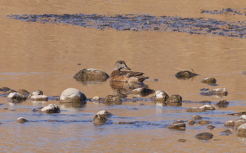 Falcated Duck