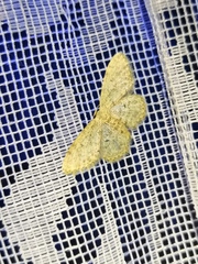 Idaea typicata