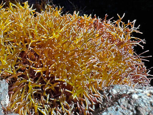 Ahnfeltiopsis observed 2024-12-30