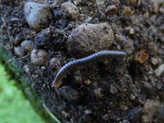 Cylindroiulus meinerti