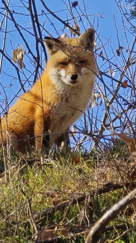 iNaturalist observation 2025-01-15
