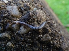 Cylindroiulus meinerti