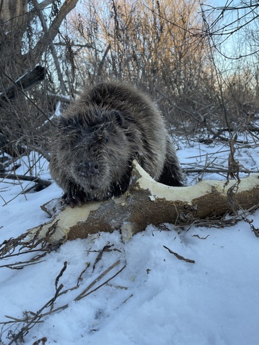 American Beaver photographed in Illinois