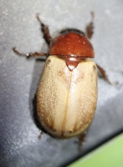 Cyclocephala melanocephala