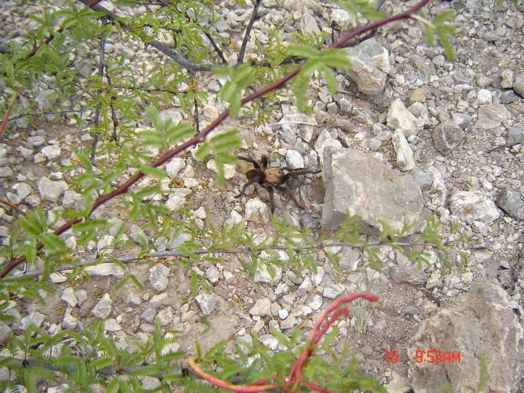 Mexican Rose Tarantula from Buendía, Mapimí on October 16, 2009 by ...