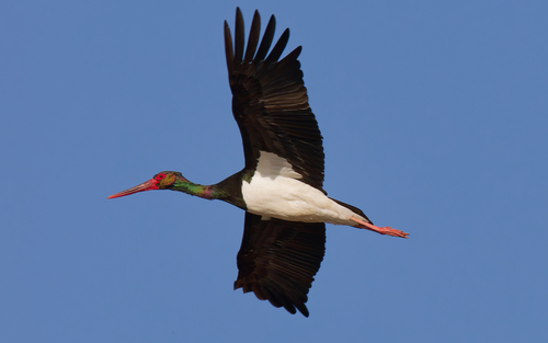 Black Stork