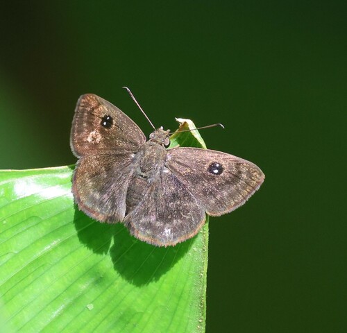 Cyclosemia herennius