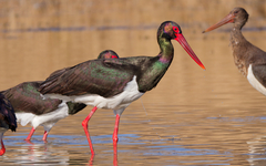 Black Stork photo 2