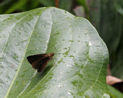 Euphyes dukesi calhouni