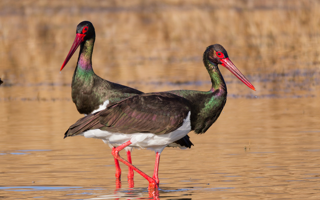 Black Stork
