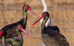 Black Stork photo 5