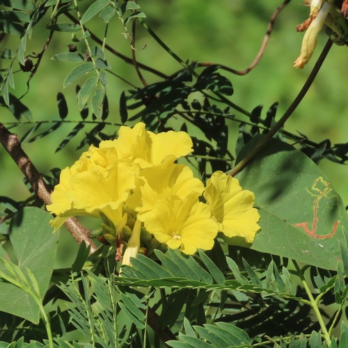 Aguinaldo amarillo (Camonea umbellata)