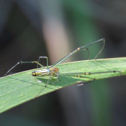 Leucauge argyra (Leucauge argyra)