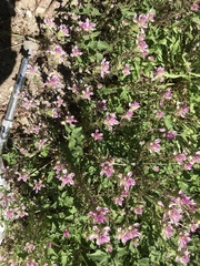 Orthocarpus cuspidatus