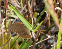 Neonympha areolatus