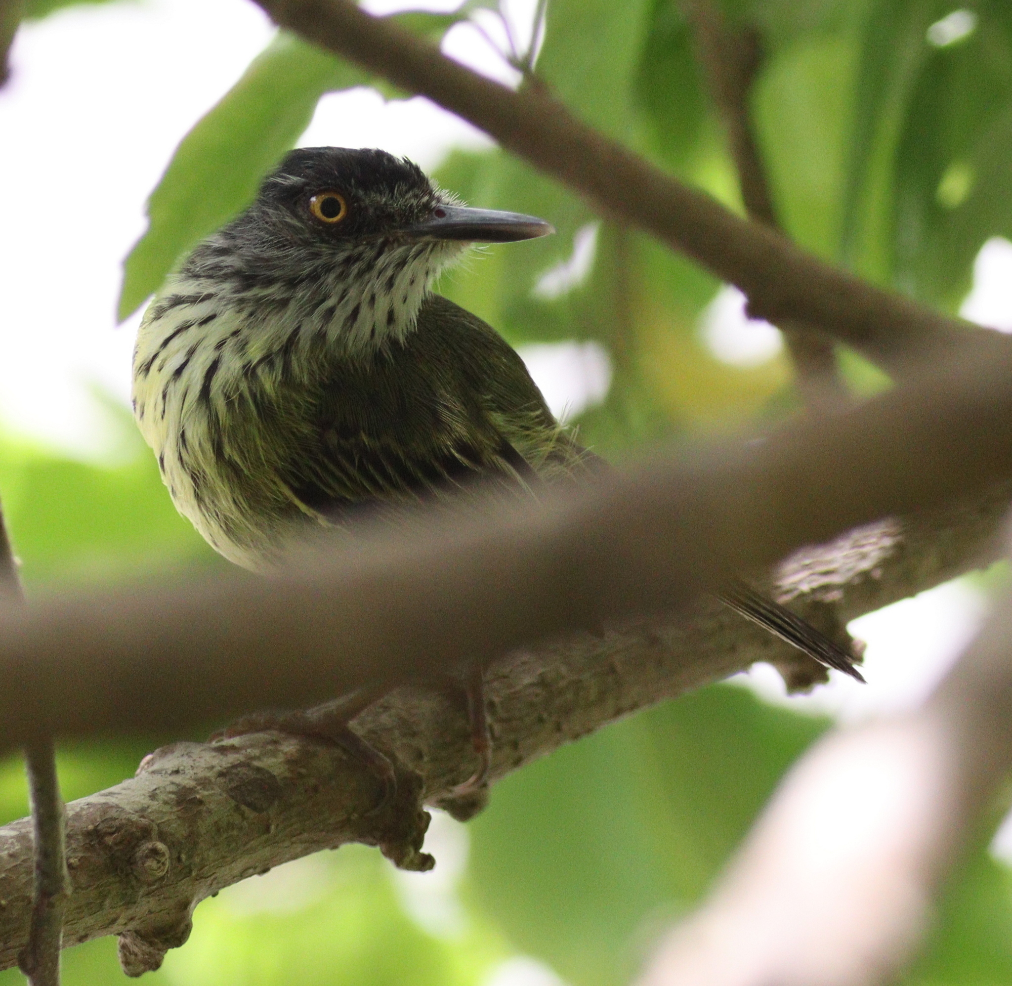 Spotted Tody-Flycatcher (Todirostrum maculatum), photo 6