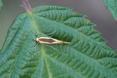 Harpella forficella