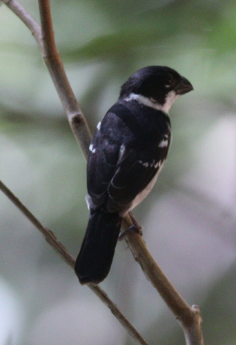 Wing-barred Seedeater (Sporophila americana), photo 7