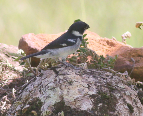 Wing-barred Seedeater (Sporophila americana), photo 4