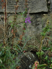 Linaria purpurea
