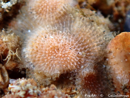 Representative image of Schizomavella hastata