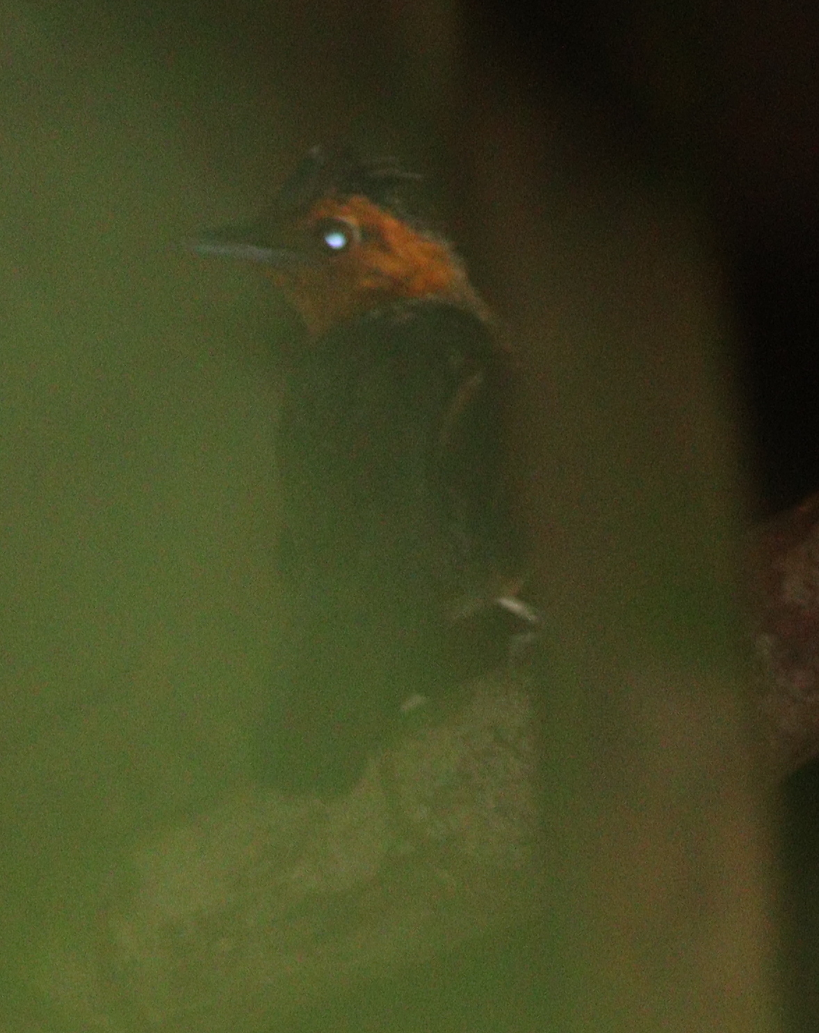 Black-headed Antbird (Percnostola rufifrons), photo 1