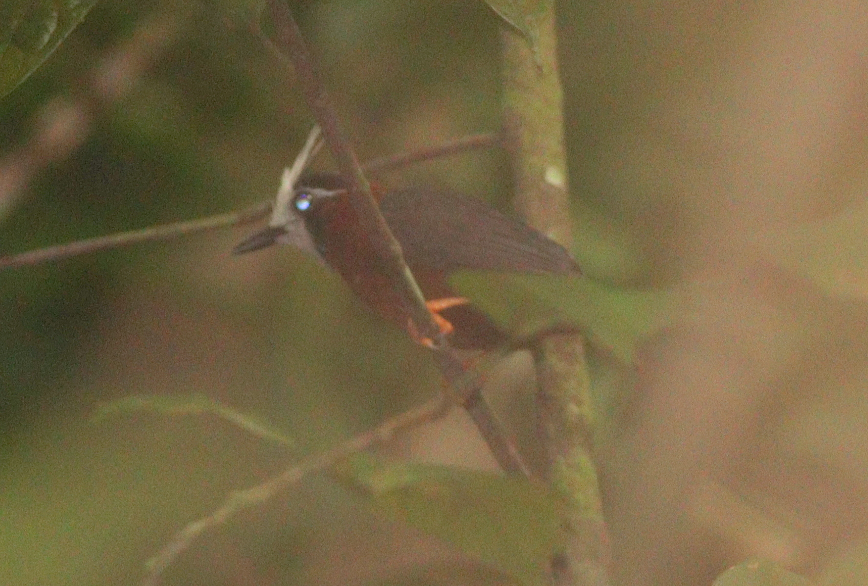 White-plumed Antbird (Pithys albifrons), photo 1