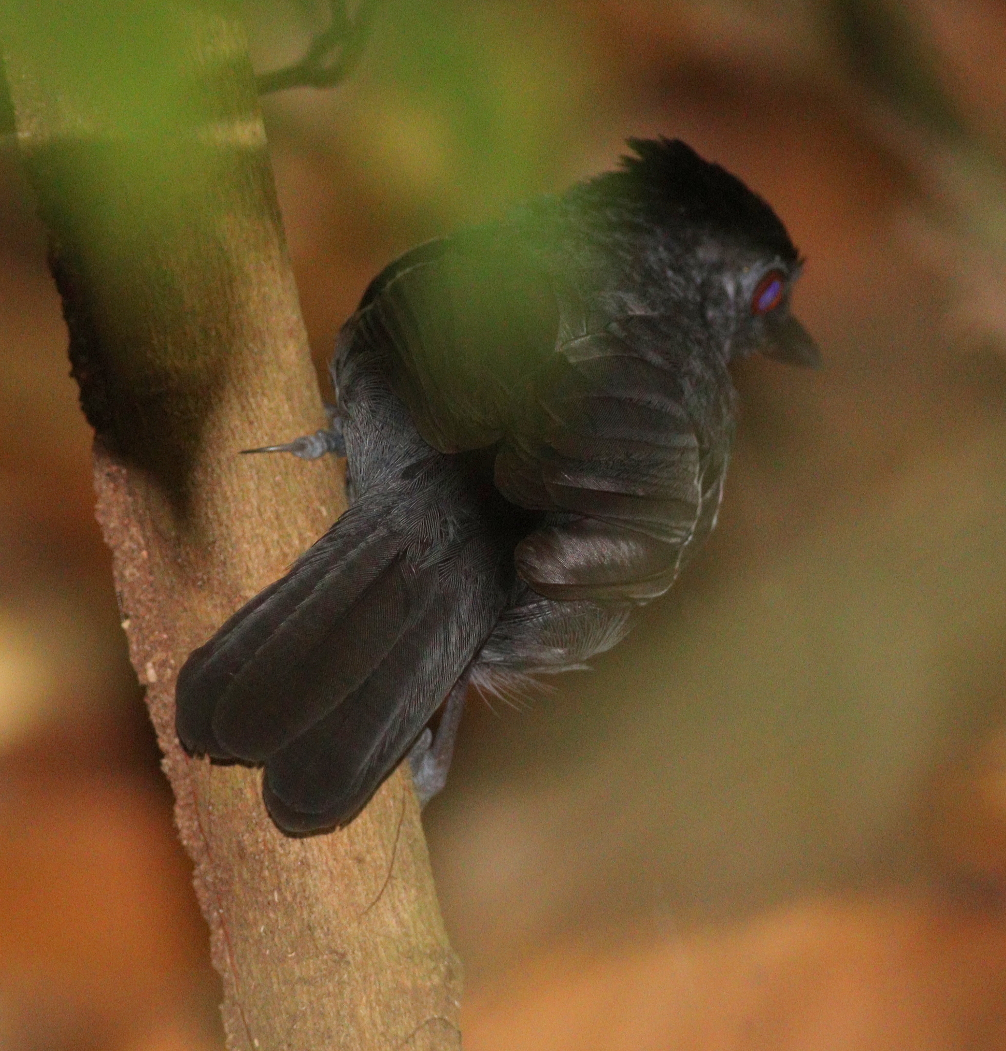 Black-headed Antbird (Percnostola rufifrons), photo 8
