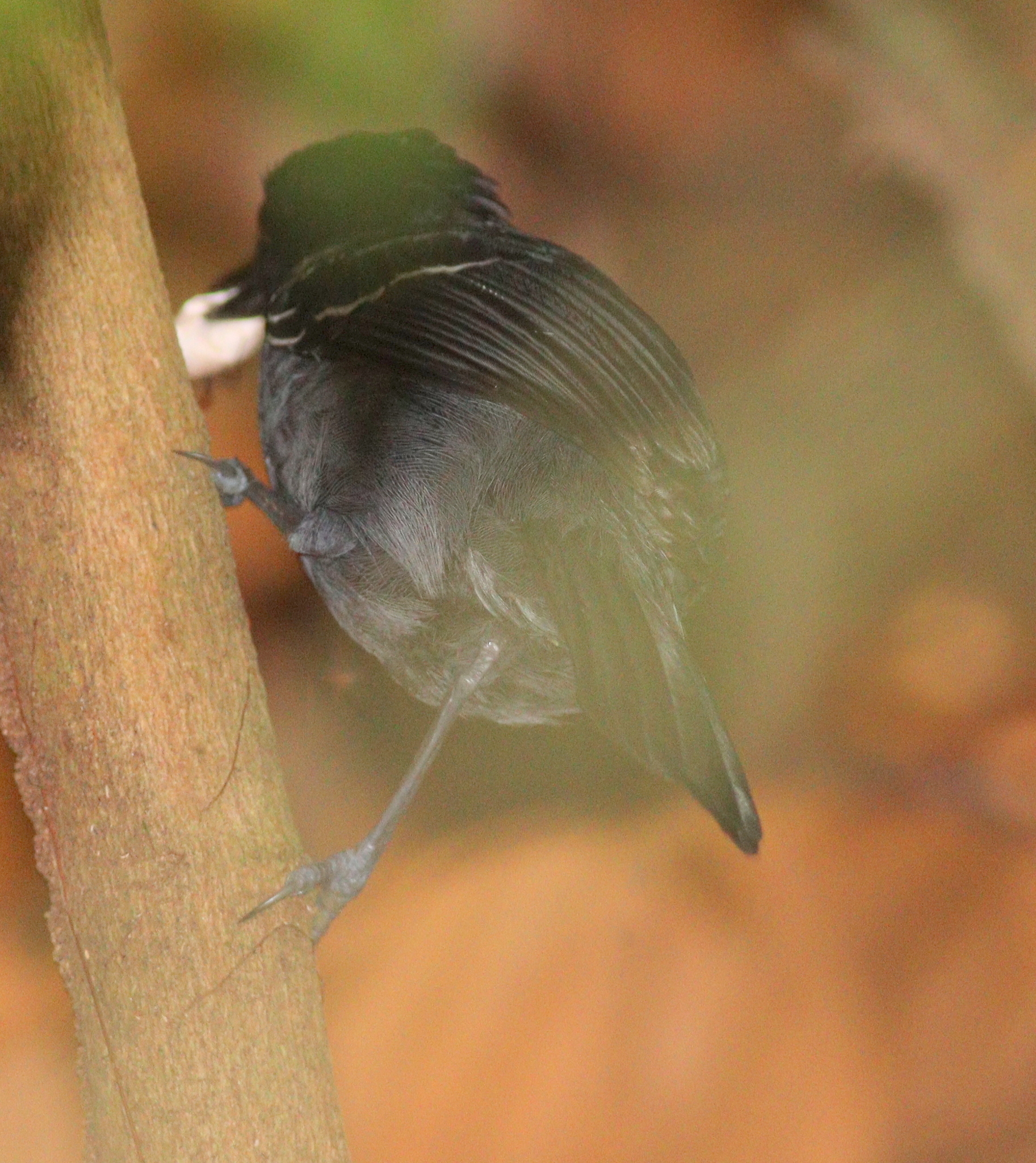 Black-headed Antbird (Percnostola rufifrons), photo 7