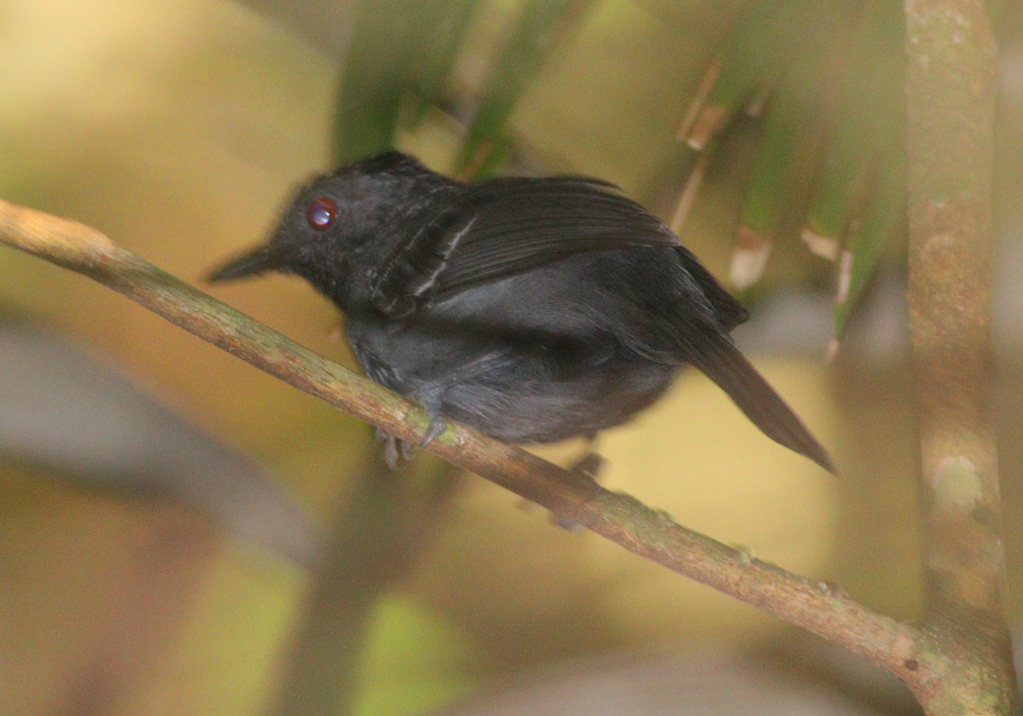 Black-headed Antbird (Percnostola rufifrons), photo 6