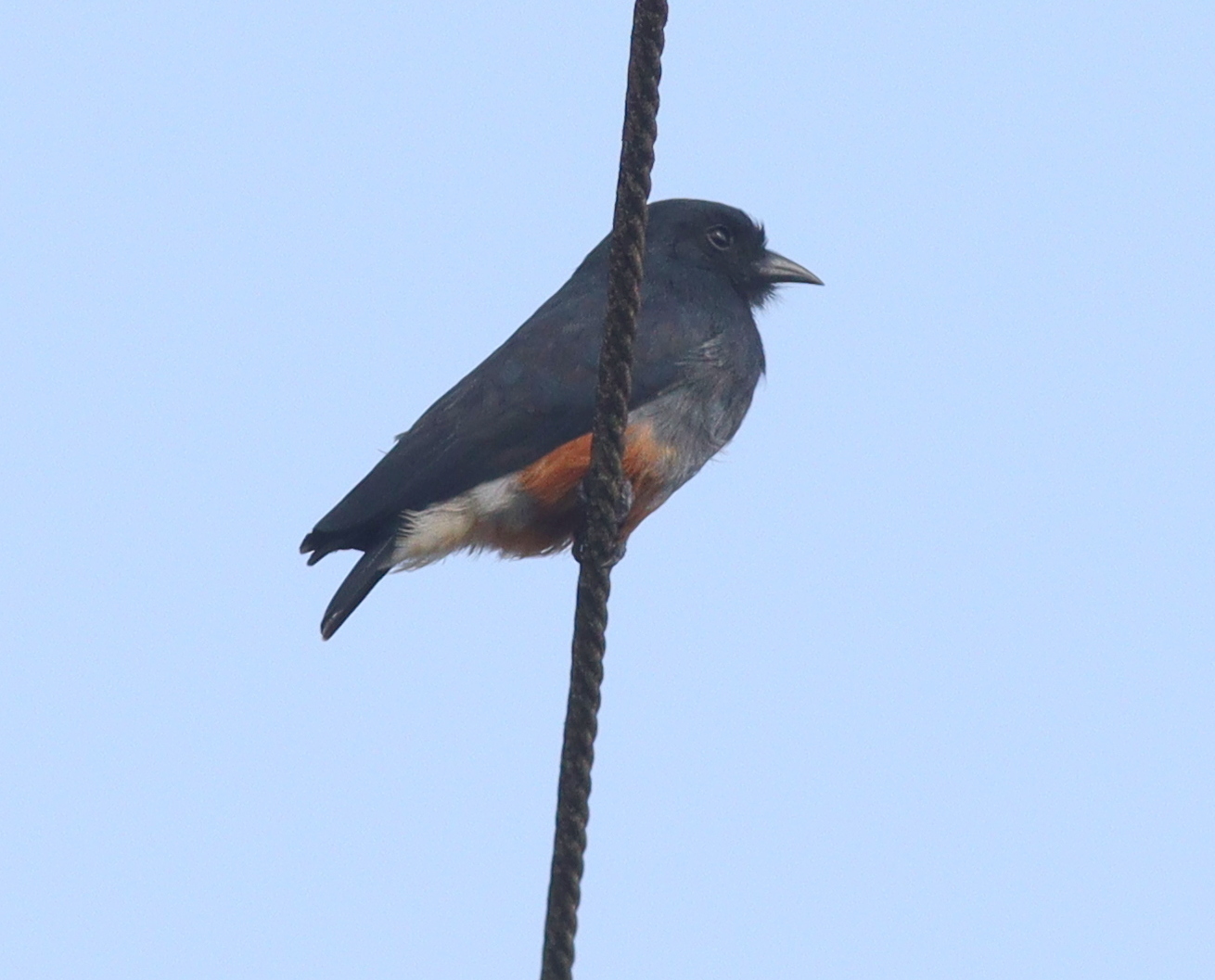 Swallow-winged Puffbird (Chelidoptera tenebrosa), photo 10