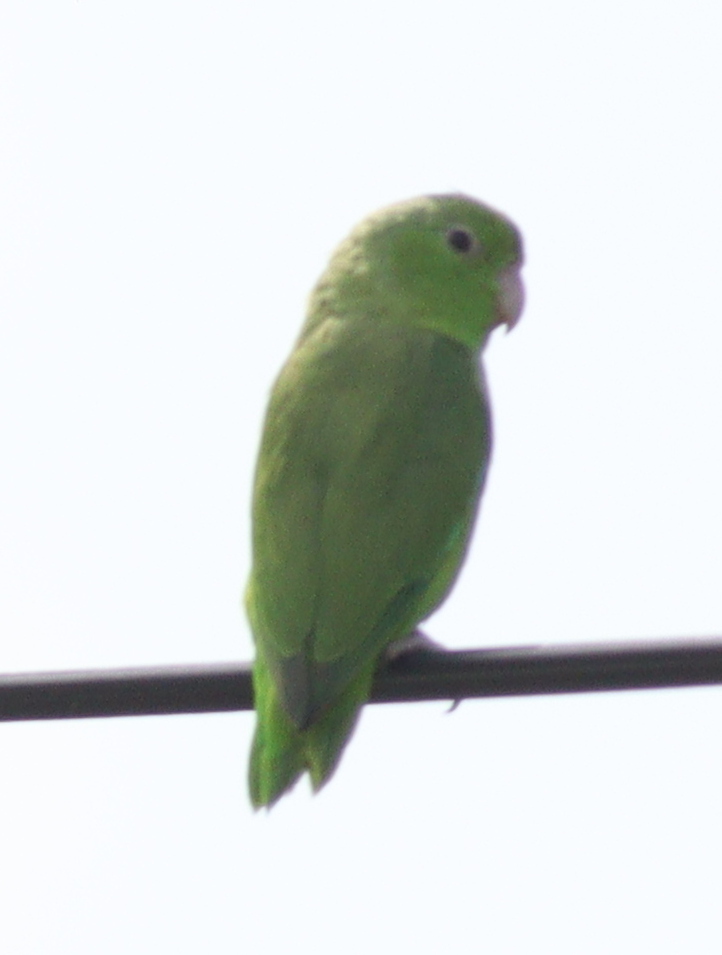 Green-rumped Parrotlet (Forpus passerinus), photo 5