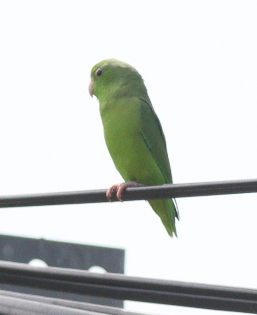 Green-rumped Parrotlet (Forpus passerinus), photo 4