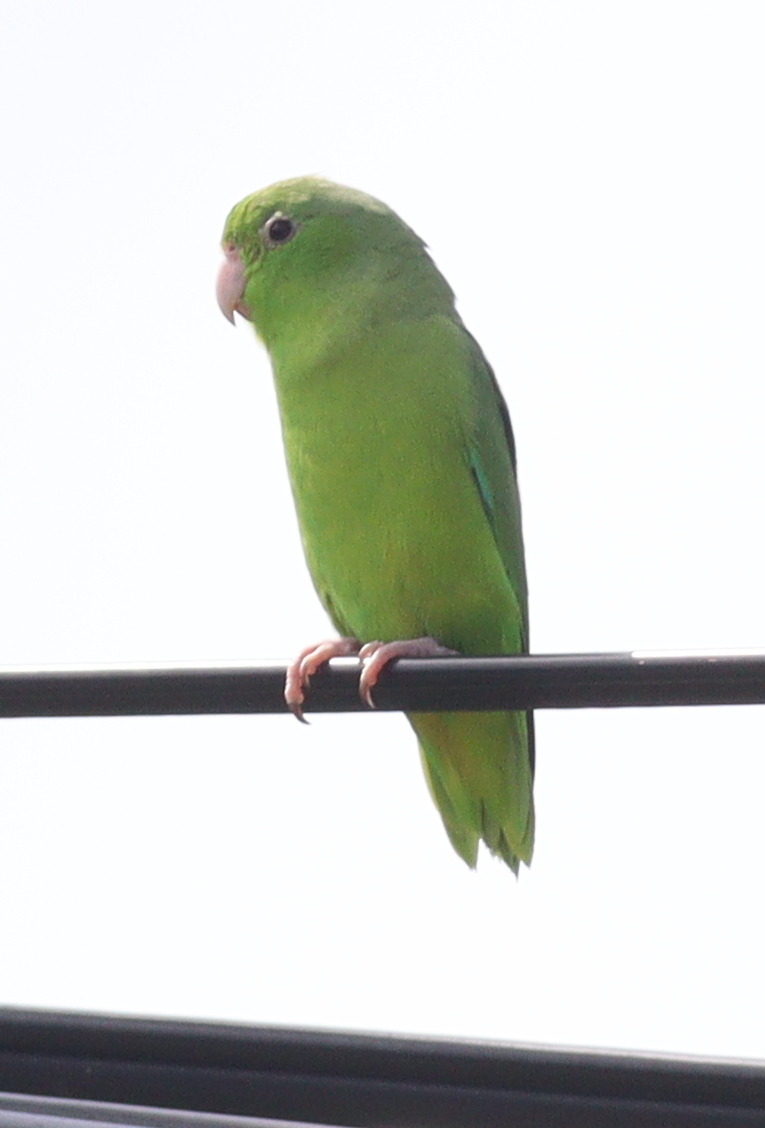 Green-rumped Parrotlet (Forpus passerinus), photo 3