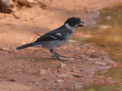 Wing-barred Seedeater (Sporophila americana), photo 8