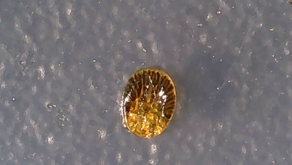 Carios vespertilionis Latreille, 1796