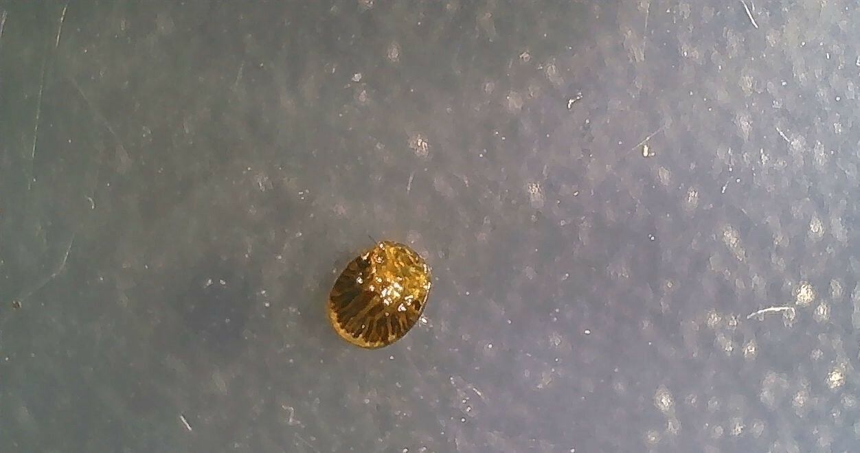 Carios vespertilionis Latreille, 1796