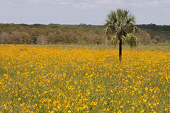 Helianthus agrestis