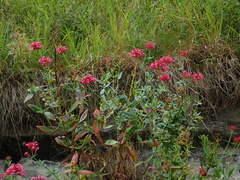 Centranthus ruber