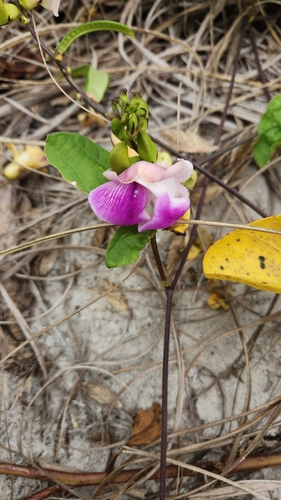Vigna adenantha iNat (3)