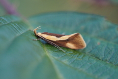 Harpella forficella