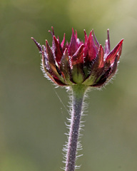 Helianthus radula