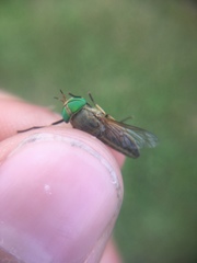 Tabanus nigrovittatus