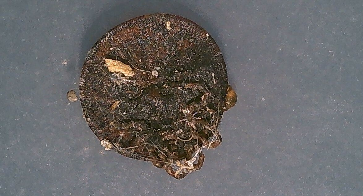Carios vespertilionis Latreille, 1796